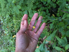 Lactuca virosa