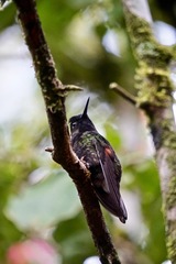 Eupherusa nigriventris