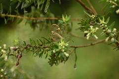 Episcada hymenaea hymenaea
