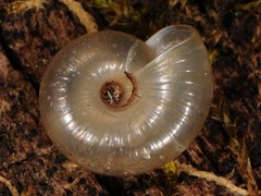 Glyphyalinia rhoadsi