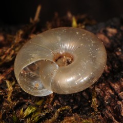 Glyphyalinia rhoadsi