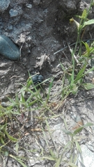 Microschatia inaequalis