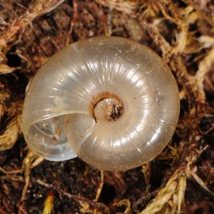Glyphyalinia rhoadsi