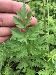 Torilis nodosa