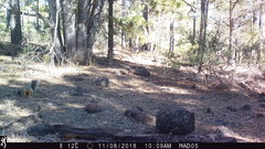 Sciurus nayaritensis apache