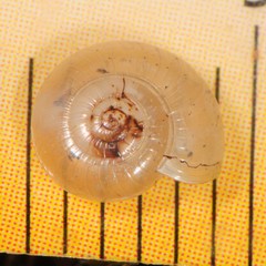 Glyphyalinia rhoadsi