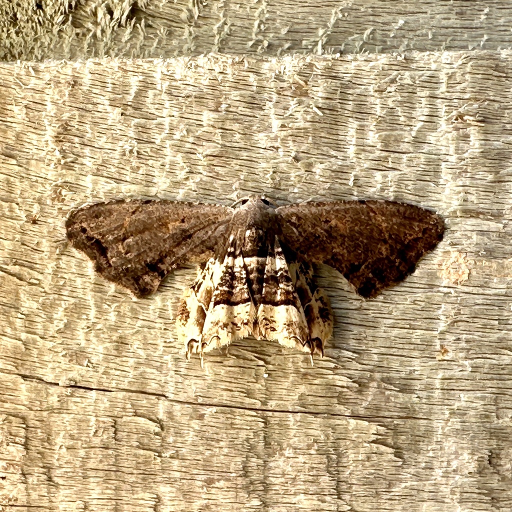 Epiplema particolor