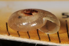 Glyphyalinia rhoadsi