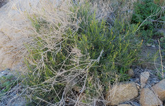 Pleurocoronis pluriseta