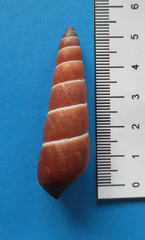 Carelia cochlea