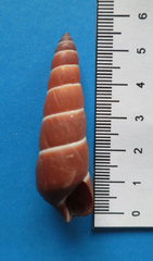 Carelia cochlea