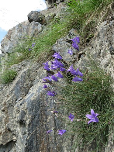 Campanula bellidifolia