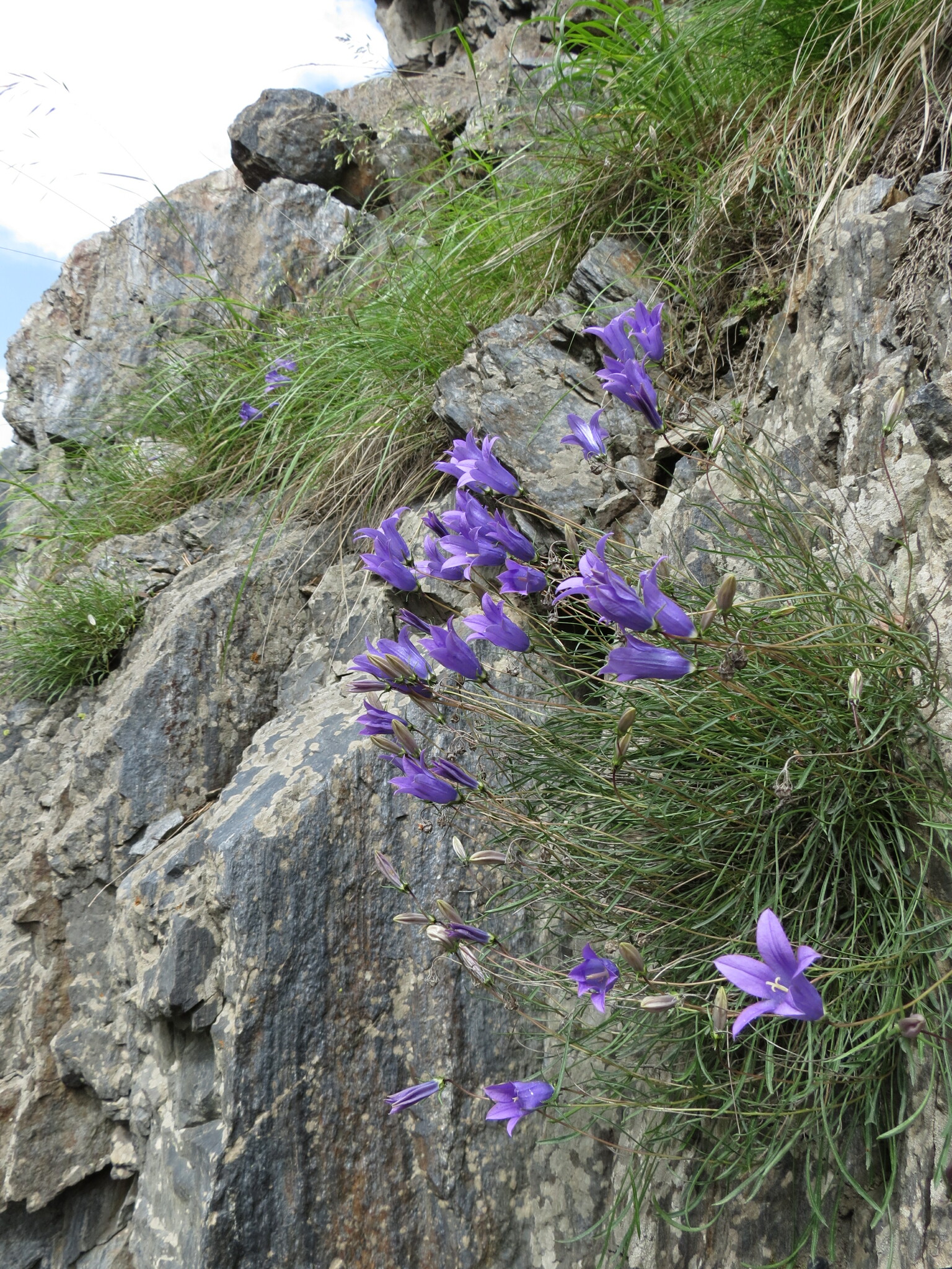 Campanula bellidifolia