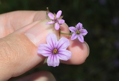 Erodium brachycarpum