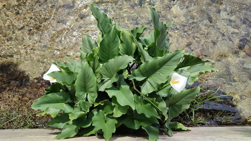 Zmijinac (Zantedeschia aethiopica)