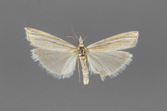 Crambus sargentellus