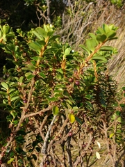 Myrsine dependens