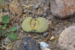 Lithops lesliei