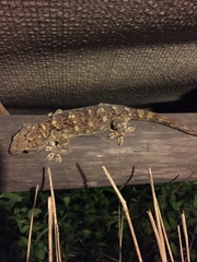 Homopholis walbergii