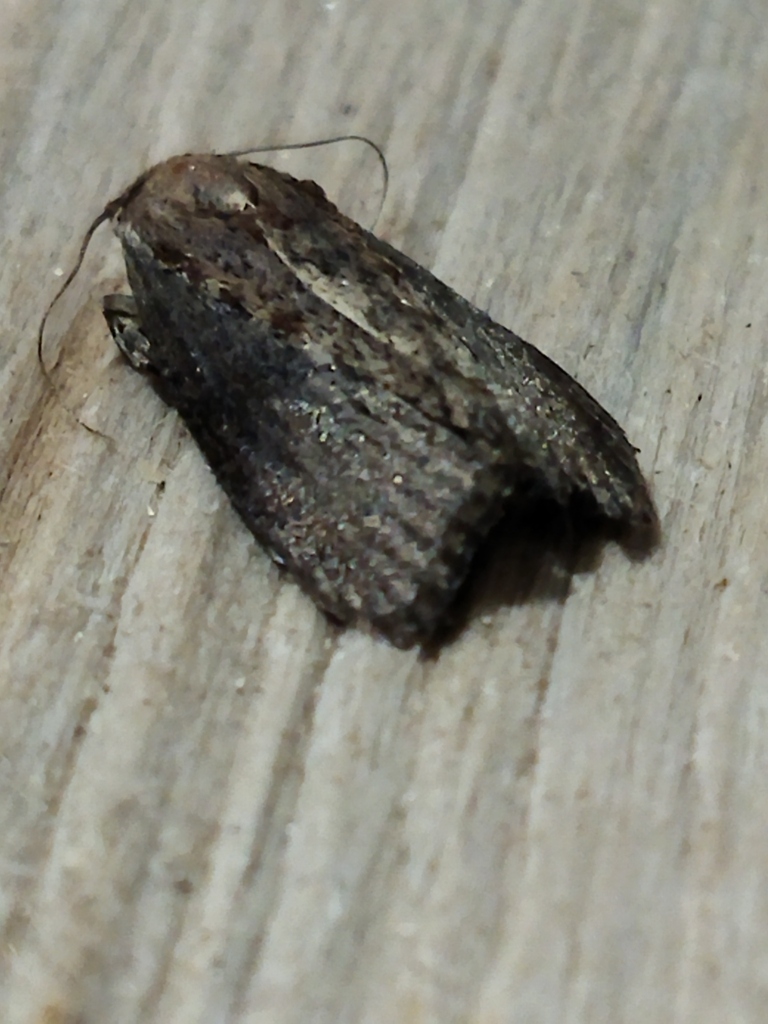 Greater wax moth (Galleria mellonella)