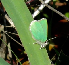 Callophrys viridis