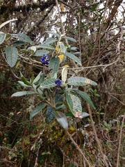 Monnina salicifolia