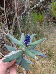Monnina salicifolia