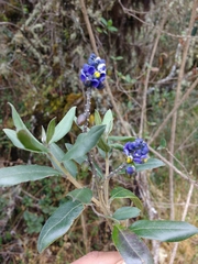 Monnina salicifolia