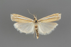 Crambus angustexon