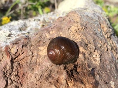 Xerarionta intercisa