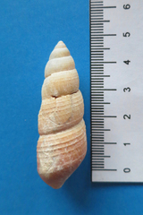 Carelia lirata