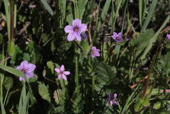 Erodium brachycarpum