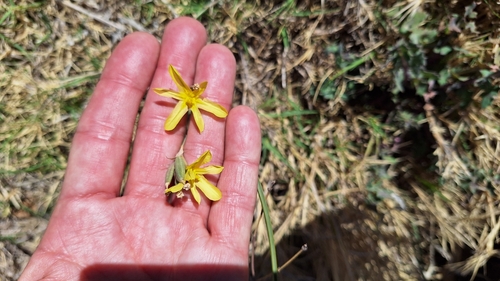 Image of Moraea pallida by (c) Karen Eichholz, some rights reserved (CC BY)
