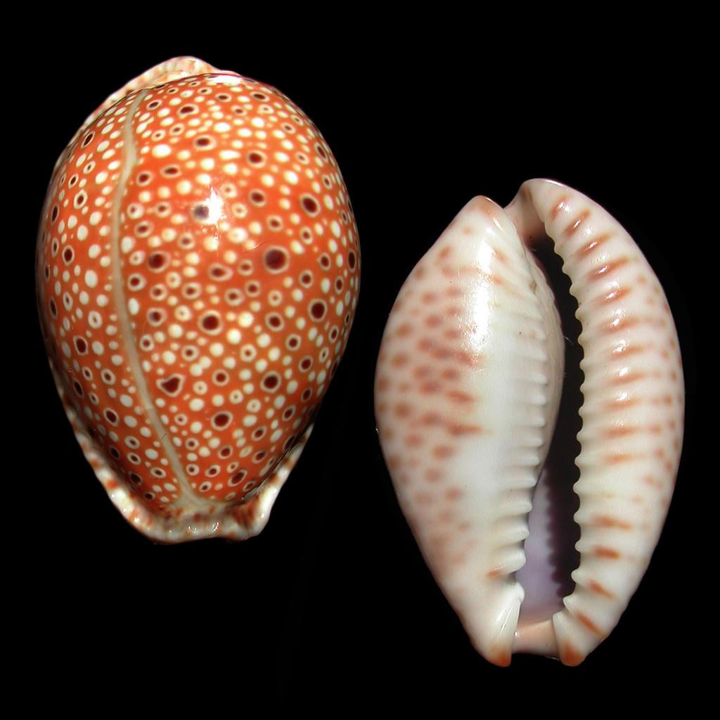 Ocellate Cowrie