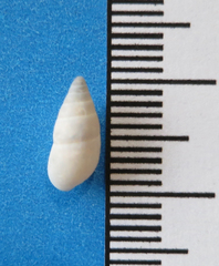 Leptachatina isthmica