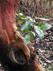 Arbutus × andrachnoides