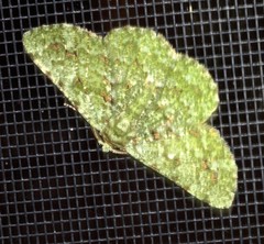 Aeolochroma viridicata