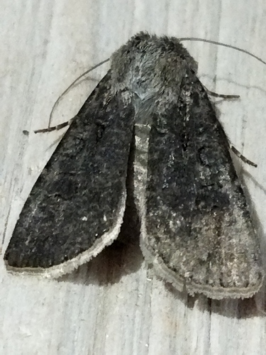 Turnip Moth photo 5