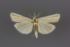 Thaumatopsis magnificus