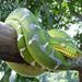 American Boas - Photo (c) karsten_s, some rights reserved (CC BY), uploaded by karsten_s