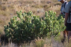Leucadendron crassulifolium