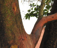 Arbutus × andrachnoides