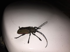 Ceroplesis ferrugator