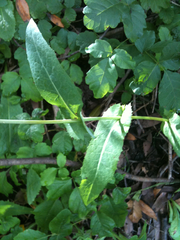 Lactuca virosa