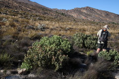 Leucadendron crassulifolium