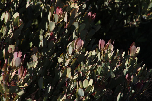 Image of Leucadendron crassulifolium by (c) Tony Rebelo, some rights reserved (CC BY-SA)