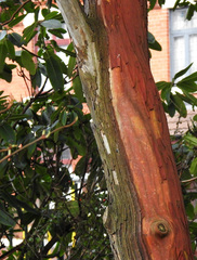 Arbutus × andrachnoides