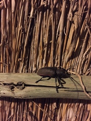 Ceroplesis ferrugator