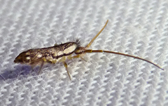 Pogonognathellus elongatus