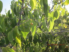 Celtis caudata